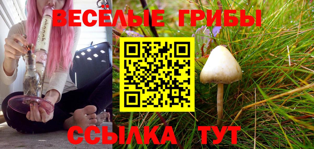 Псилоцибиновые грибы Cubensis  Тюмень  Галлюциногенные грибы Cubensis 